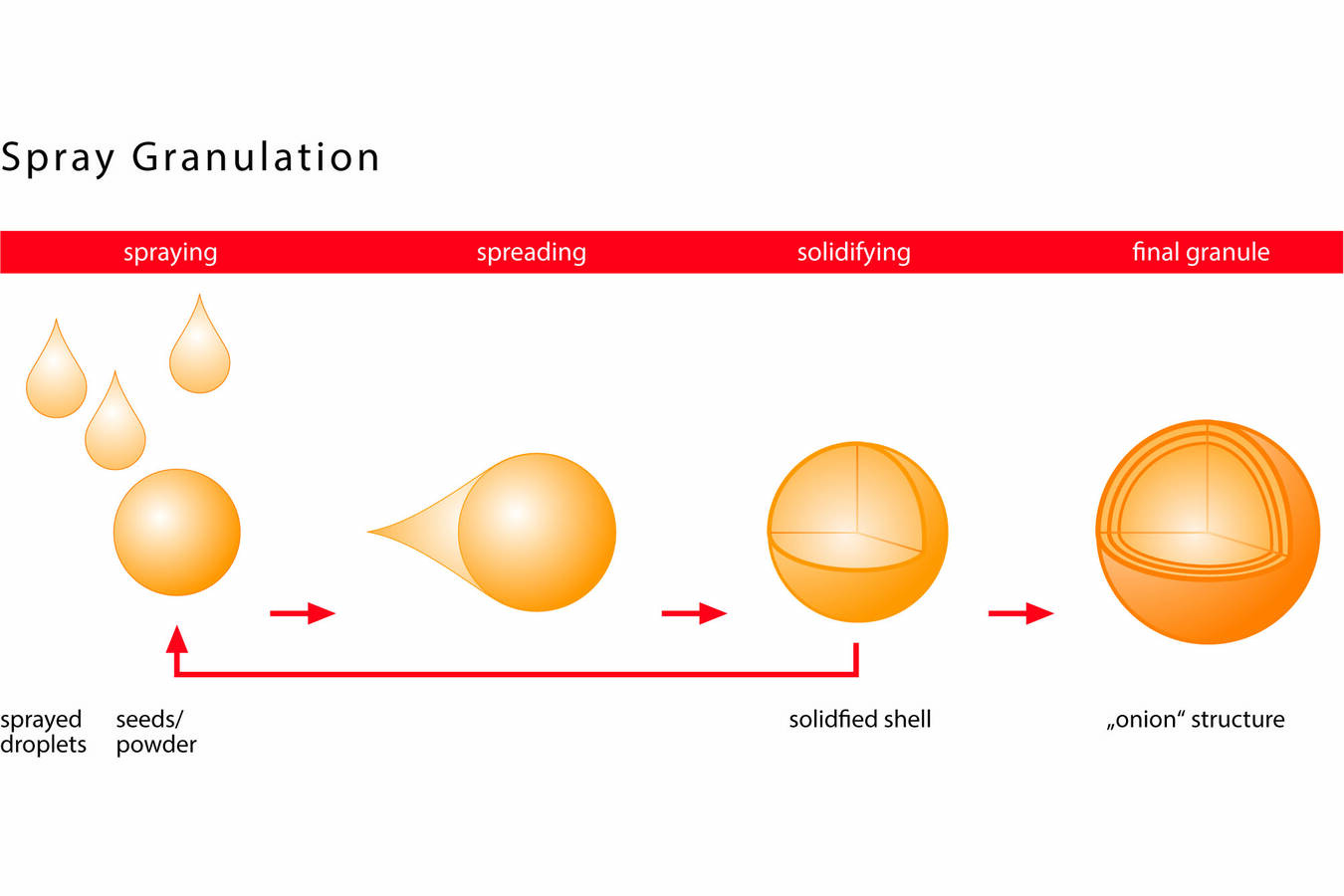 Figure 2: Structure principle spray granulation – drying from inside to outside